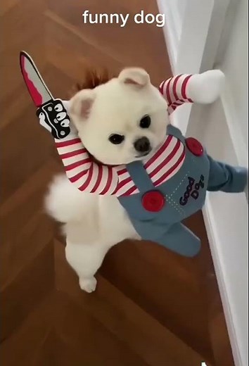 Dogs Dressed Up In Costumes VERY FUNNY tik tok alex wan685