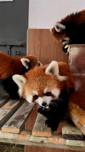 15K views · 1.6K reactions | Just a red panda doing adorable things. #panda #cute #funny #fluffy | Ultimate Red Panda | Facebook