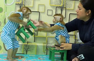 55K views · 1.4K reactions | Very best obedient monkey Vola do good bring chairs to Mom sit drinking juice breakfast | Monkey Kevin | Facebook