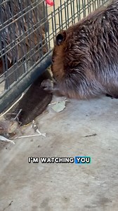 1.9K views · 1.2K reactions | Update on Arrow the beaver, and a...