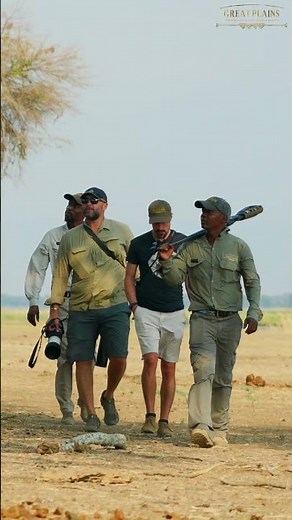 Tembo Plains Camp | A Safari on the Zambezi | Great Plains Conservation #safari #shorts