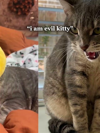 Evil willow