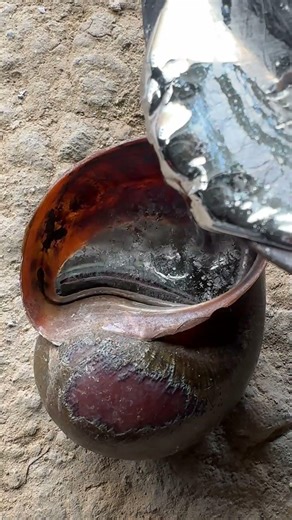 Aluminum Art Snail Shell Creation ✨ #art #shorts #viralvideo