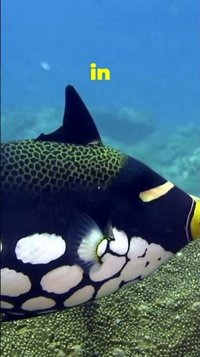 Clown Triggerfish – Ocean’s Fashion Icon 🐠✨ #triggerfish #reeflife