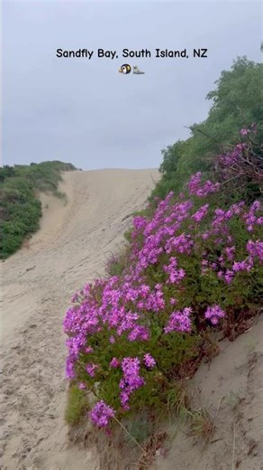 Sandfly Bay, Otago Peninsula, New Zealand