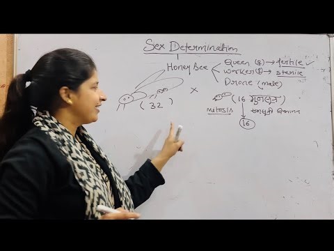 Sex Determination in Honey Bee 🐝 | Haplodiploidy Explained in 10 Minutes | Class 12 Biology Boards .