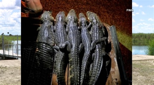 Florida alligator poachers busted after posting photos, videos on Snapchat: FWC
