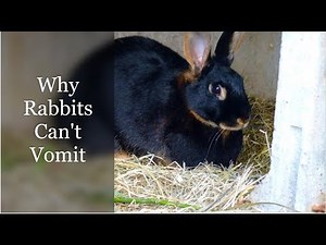 Why Rabbits Can't Vomit (Throw Up Explained)