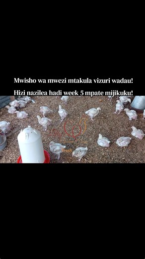 Broiler Chickens Maturing Nicely at Lily's Chicken Farm