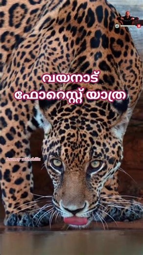 വയനാട് ഫോറെസ്റ്റ് യാത്ര #music #travel #trending#forest #kerala #wildanimals #wildlife #wayanad#shot