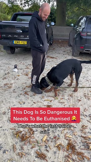 Effective Rottweiler Dog Training Tips for Pet Owners