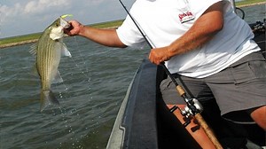Technique to catch hybrid bass produces with copious catch
