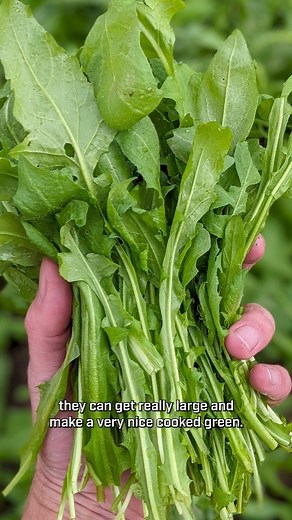 Welcome back to Edible or Not! Today we're talking about shepherd's purse, Capsella bursa-pastoris. Shepherd's purse is a very common weedy mustard, and one of my favorite wood mustards to eat. The greens are mild and delicious, especially if you can find large plants! Shepherd's purse has: ✅ Basal rosette of deeply lobed leaves. ✅ Four-petaled white flowers (typical mustard flowers). ✅ Flat, heart-shaped seed pods. While researching this plant I learned that it's part of an annual tradition in