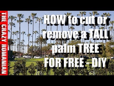 How to CUT or Remove a Tall Palm tree for free!