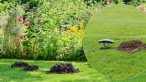 SWISSINNO Mole Trap SuperCat. European Design, Ultra-Effective with High Catch Rates