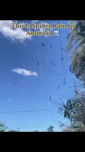 Spider Rain in Australia: A Phenomenon of Nature