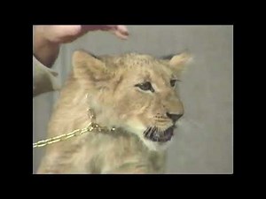 the lion king 1993 trailer 1