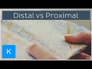 What's the Difference Between Distal and Proximal? (preview) - Human Anatomy | Kenhub