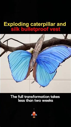 Exploding caterpillar and silk bulletproof vest #science #knowledge