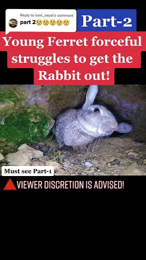Reply to @ismi_xeyal Ferret VS Rabbit #tiktakchannel5 #viral #trending #tiktok #follow #likе #comment #share #animals