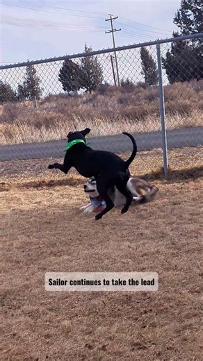 It's the Pit Bowl! We have our first play, one fumble that leads into a recovery. This may show that agility could be the deciding factor in this playyard game for who will pull ahead 🏈 We will continue with our Pit Bowl game of Seadawgs vs. PawTreats after an intermission with one bad bunny 🐰 Sailor, representing the Seadawgs, is still at the HSCO Shelter waiting for his next team to come and adopt him for those looking at bringing an all-star player home 🐶 | Humane Society of Central Oregon