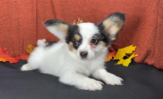 Papillon puppy for sale