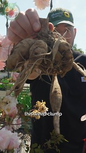 173K views · 2.6K reactions | Dig, drop, and dream in color! Learn how to plant dahlia bulbs like a pro—because big blooms start with a little dirt and a lot of love  | All About Gardening | Facebook