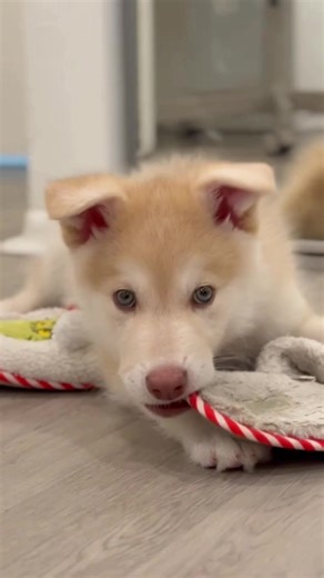 I’m obsessed with these grinch slippers #fyp #puppy #puppytiktok