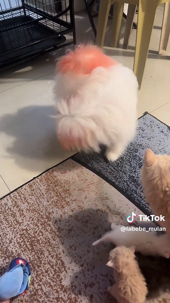Mulan and Tisoy on TikTok