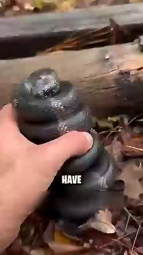 How do snakes sleep? 😱🐍 | GlitchFy