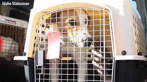 5.9K views · 109 reactions | Four cats and 22 dogs were transferred to Idaho Humane Society from a shelter in Texas on Friday. Most of them will be available for adoption in two days. | Idaho Statesman | Facebook
