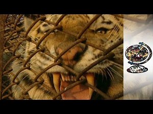 One Russian Man Fights To Save The Siberian Tiger (2001)