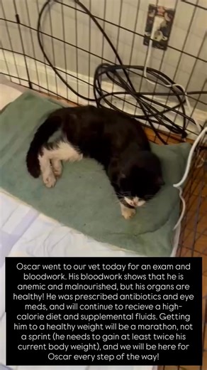 Oscar update! He’s still very weak and wobbly, but is slowly gaining energy and becoming more talkative. He saw our vet this morning and although he’s got a long journey ahead of him, his prognosis is positive and we will continue to dedicate all the time and care it takes to help him recover. We don’t know what got Oscar into the situation he was in, but it’s pretty clear someone failed him. It’s our privilege to show him what it means to be loved, because he is worth it! | Colony Cat Club Detr