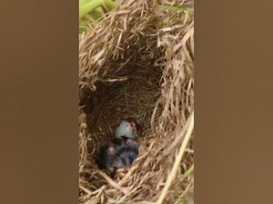 Babies Bird Cyies Signle AP002 nestegg egglaying satisfying nestling birds baby nature