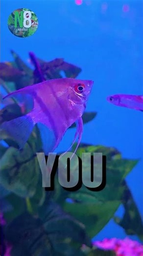 The Truth About Angelfish (Beginner Warning)