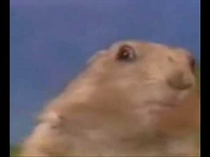 Dramatic Look Freeze Gopher