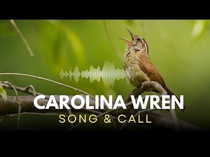 Carolina Wren - Song & Call