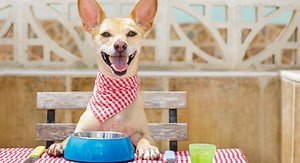 6 Benefits of Bone Broth For Dogs (  Recipe) - Proud Dog Mom