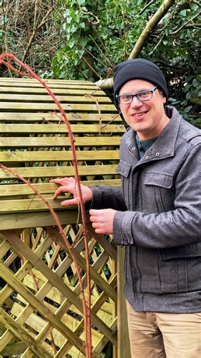 The Japanese Wineberry (Rubus phoenicolasius) is a vigorous, fast-growing raspberry relative from East Asia, prized for its sweet, tangy, orange-to-red berries that ripen in summer and taste like sweeter raspberries, good for fresh eating, jams, or desserts, growing well in sun with support and easy to grow in fertile, moist soil, with attractive hairy stems and foliage, making it a versatile ornamental and fruit plant for garden. | GrowVeg