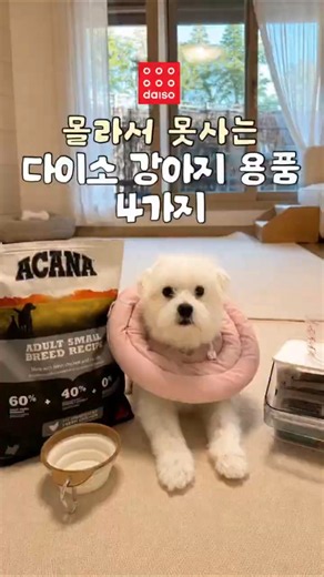 다이소에서 못사면 후회 한다는 강아지 꿀템 4가지 #강아지 #반려견#다이소 #꿀템 #가성비