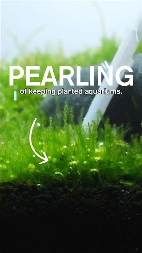 What are the oxygen bubbles in your planted aquarium?