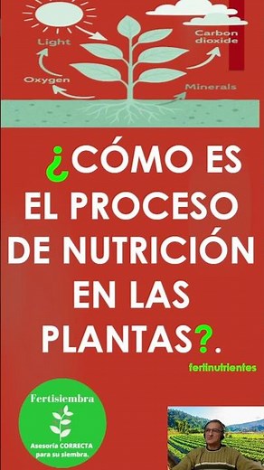 How does the nutrition process work in plants?