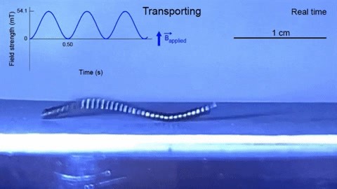 In an Advanced Materials study, MIT scientists, including Polina Anikeeva of MIT's Department of Materials Science and Engineering and the McGovern Institute for Brain Research, have developed tiny, soft-bodied robots that can be controlled with a weak magnet. The robots, formed from rubbery magnetic spirals, can be programmed to walk, crawl, swim — all in response to a simple, easy-to-apply magnetic field. Read more in MIT News: https://news.mit.edu/2023/magnetic-robots-walk-crawl-swim-0707 | M