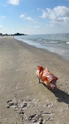 19K views · 1.1K reactions | Fish out of Water! Anyone have any idea what kind of fish this is? #friendsnotfood #madeirabeach #piggypenn #PrissyandPop | Priscilla the Mini Pig | Facebook