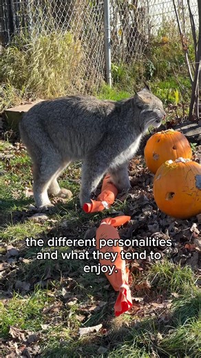 Today we got to talk with Caretaker Katrina about her favorite Halloween enrichment and what makes being a caretaker special to her! We are so grateful for our caretakers and interns who keep our 150 wildcats happy and healthy 🐾. #WildcatSanctuary #Halloween #rescuecat #thankyouforyoursupport #trickortreat #enrichment | Wildcat Sanctuary