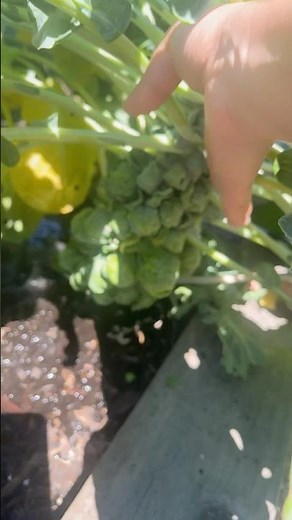 How to harvest the Brussel sprouts? #gardening #garden #brusselsprouts