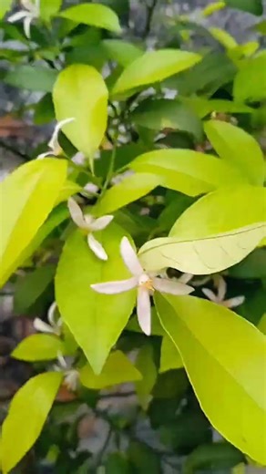lemon tree flowers # flowering session # new short videos #nature