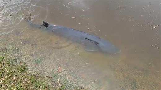 Sturgeon swim through flooded parking lot near Wolf River in Wisconsin