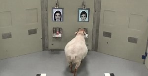 Sheep are able to recognise human faces from photographs