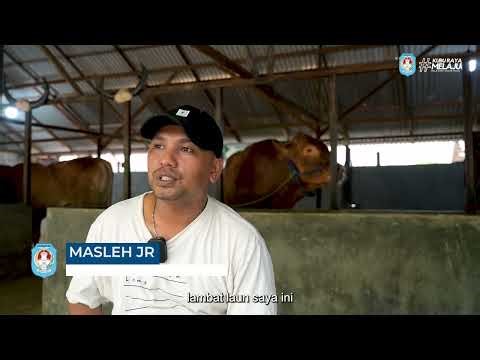 MONITORING PETERNAKAN SAPI LIMOUSIN PILIHAN PRESIDEN RI DI KABUPATEN KUBU RAYA